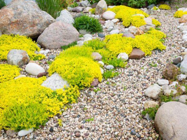 Ogrody skalne - jakie rośliny są najlepsze do takiego ogrodu