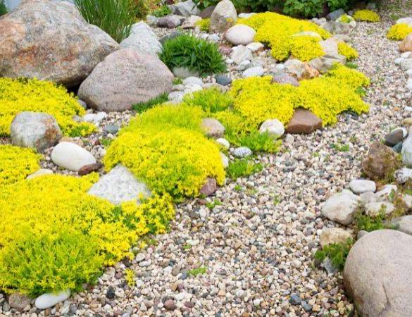 Ogrody skalne - jakie rośliny są najlepsze do takiego ogrodu